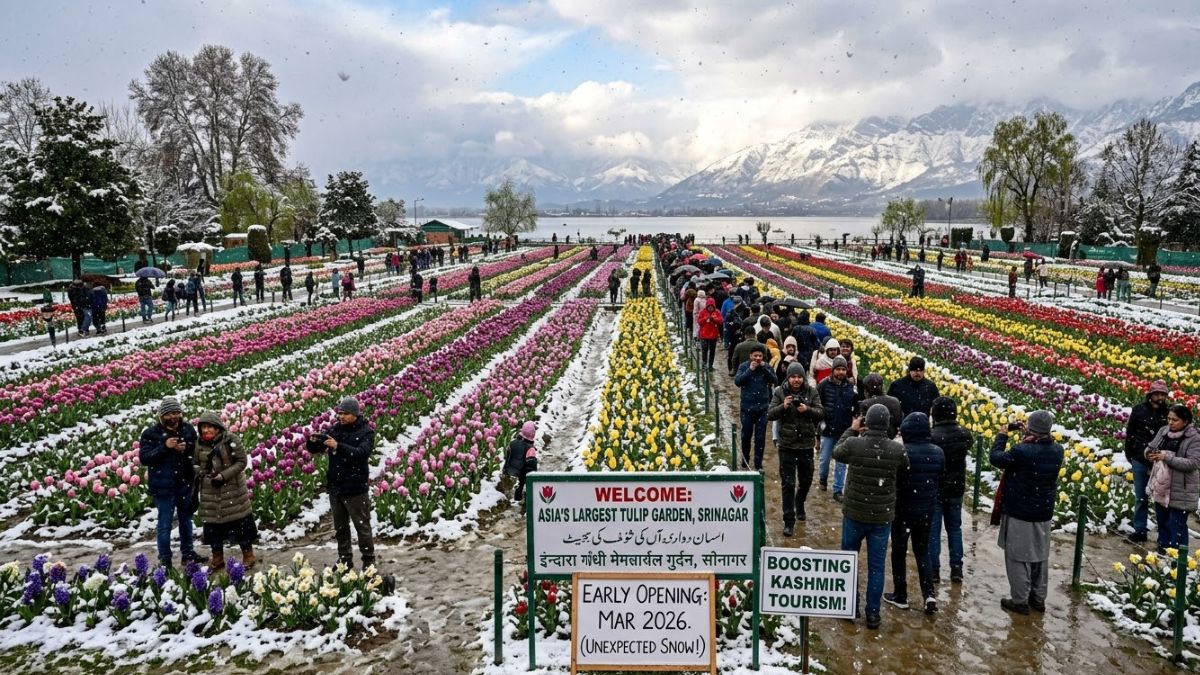 Srinagar Tulip Garden Blooms Early Amid Snow – 10K+ Thrilled