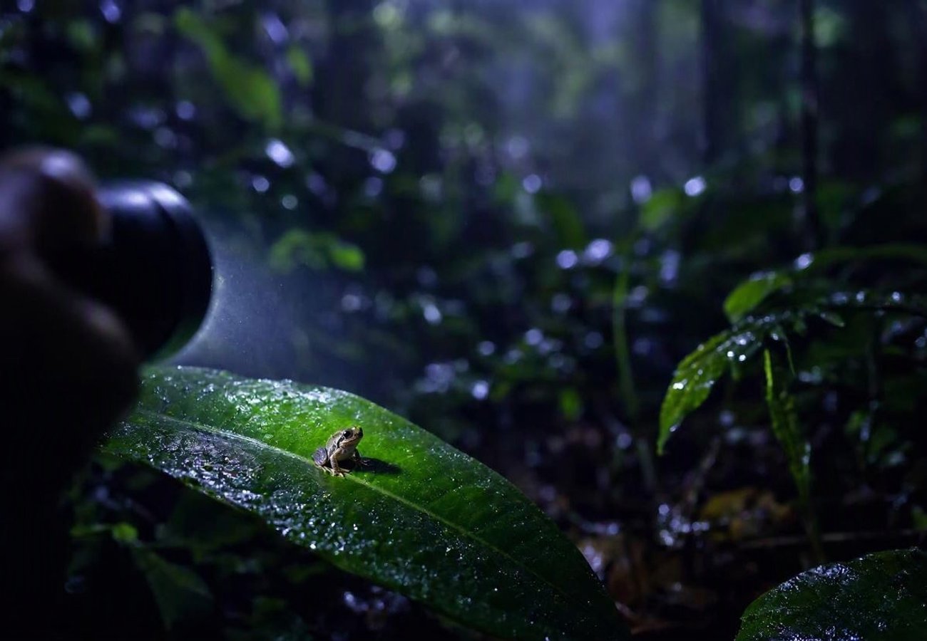Night Hiking El Yunque National Forest: A Guide to Puerto Rico's Only Tropical Rainforest 2026