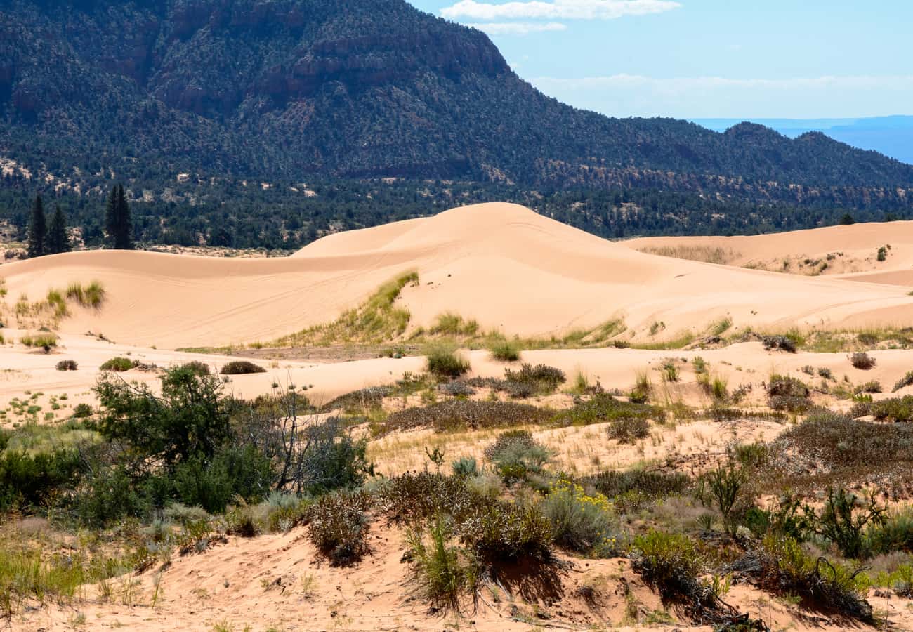 Expansive rolling orange and pink sand dunes rippling beneath a deep blue sky at Coral Pink Sand Dunes State Park