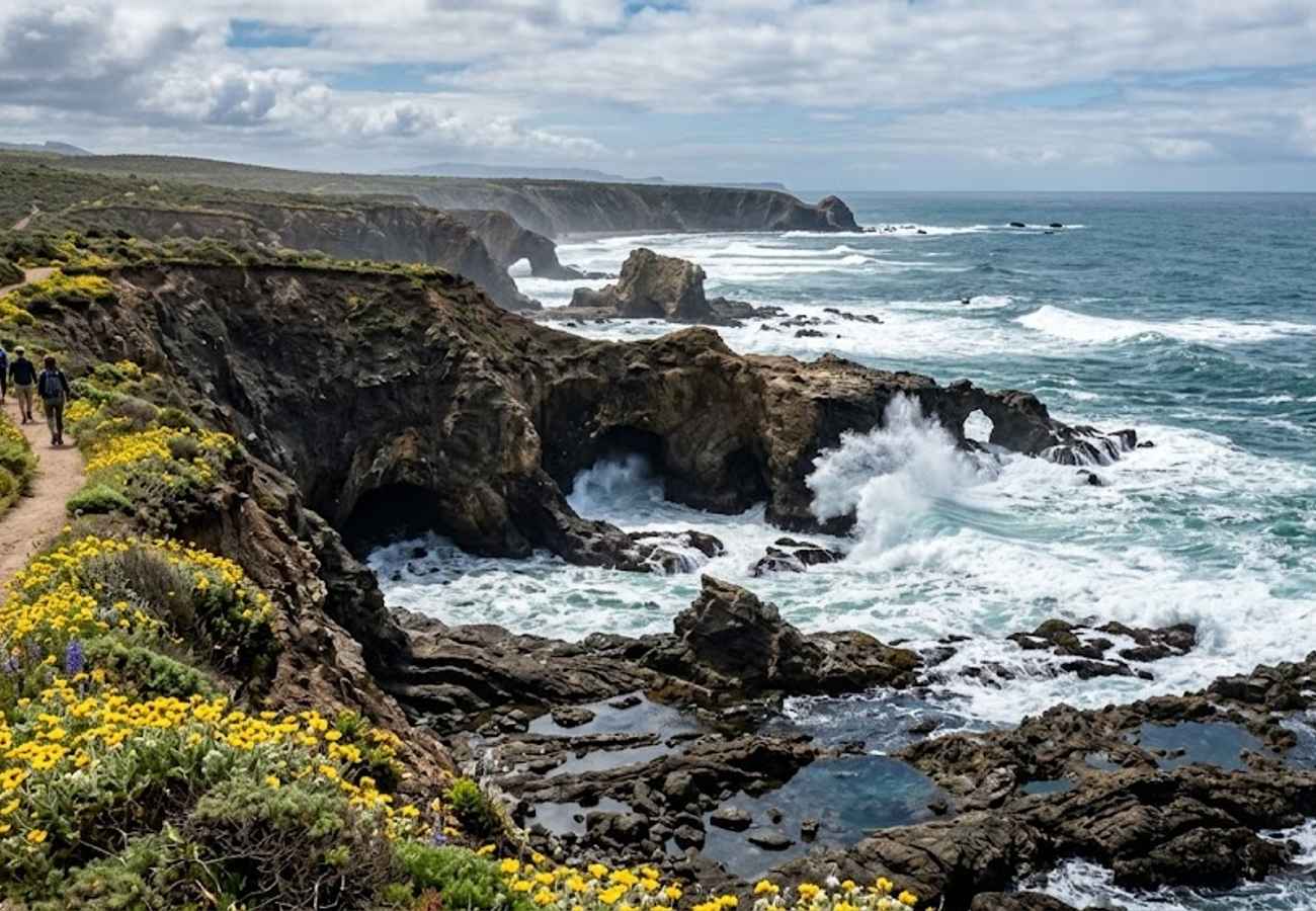 Rugged rocky coastal bluffs carved by ocean swells surrounded by golden coastal wildflowers along the Bluff Trail in Montana de Oro