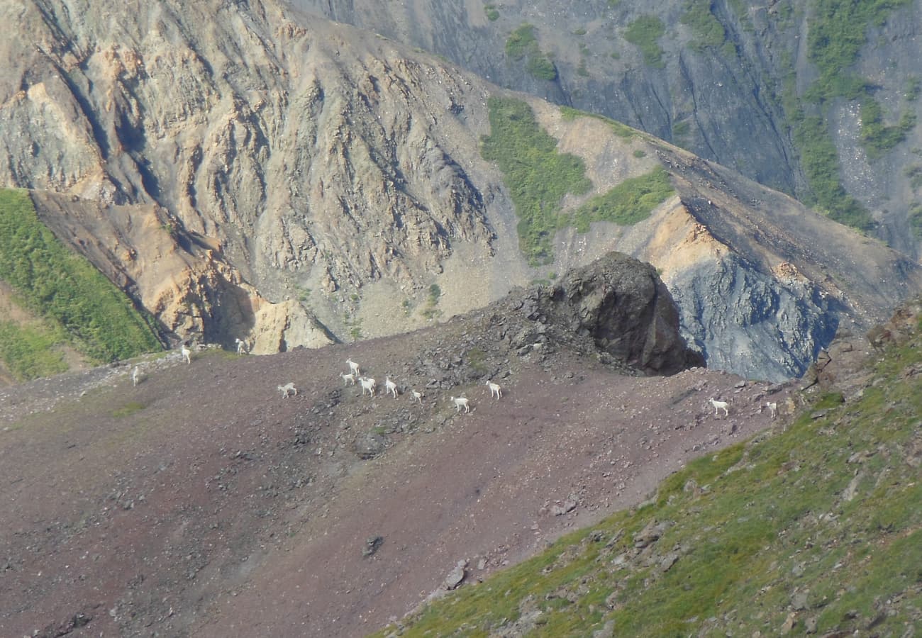 Native Dall sheep grazing high on the rocky slopes of Sheep Mountain