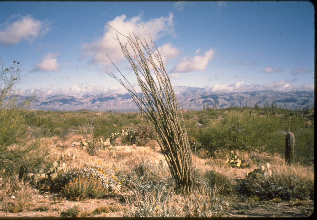 Dense giant saguaro cactus forest standing across the Sonoran desert at Saguaro National Park