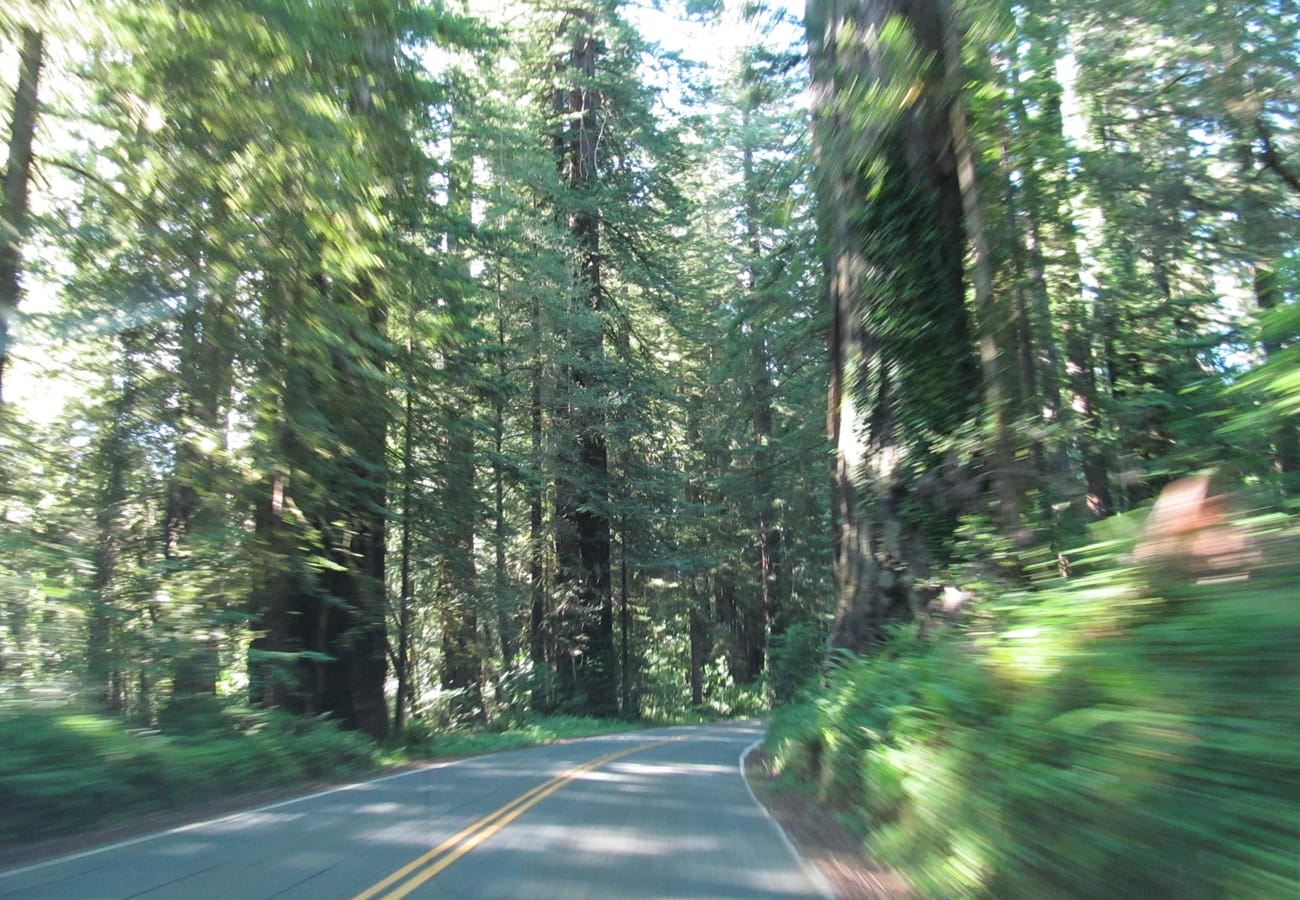 Avenue of the Giants scenic highway winding through towering old-growth redwoods in Northern California