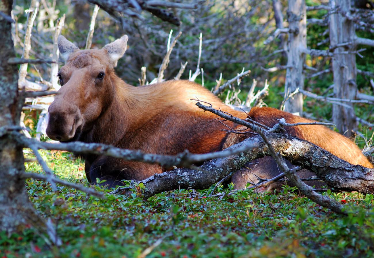 Moose foraging in Cape Breton Highlands