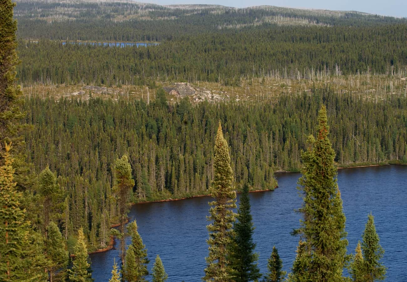 Remote subarctic expanse of boreal spruce taiga
