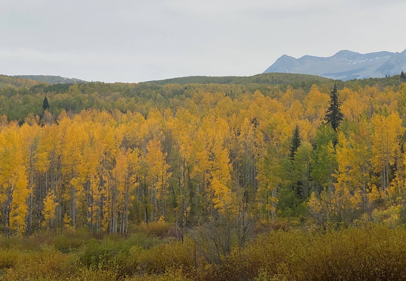 Dense golden autumn aspen forest lining the mountain pass near Crested Butte Colorado