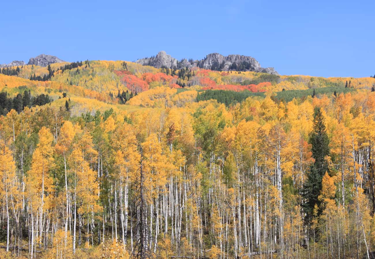 Golden yellow aspen forest in full autumn foliage along Kebler Pass in Colorado