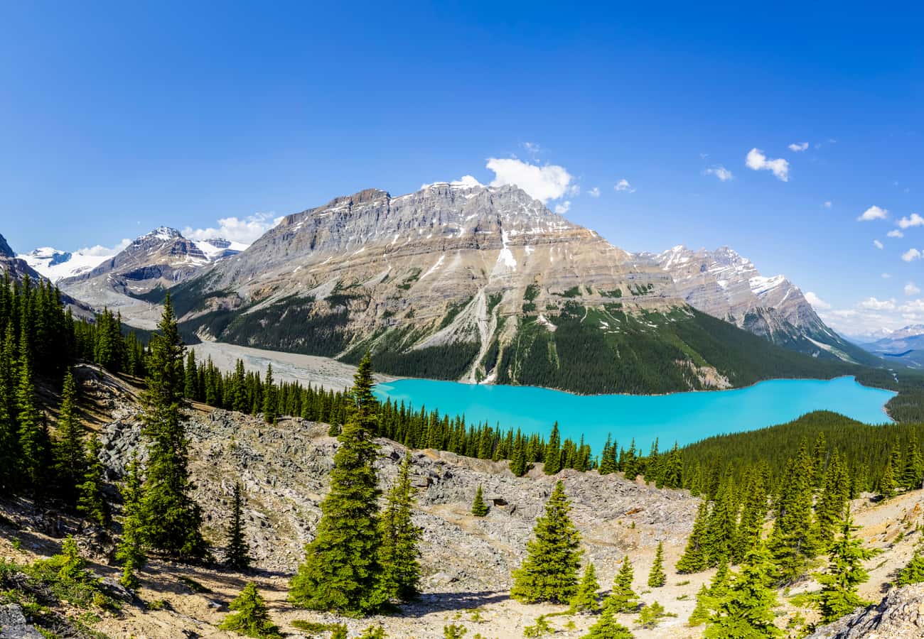 Panoramic view of the intense turquoise glacial waters of Peyto Lake seen from Bow Summit