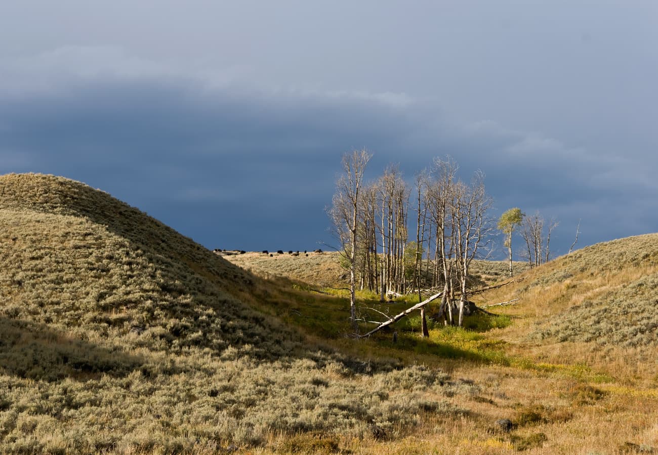 Bison herd grazing in Lamar Valley Yellowstone National Park