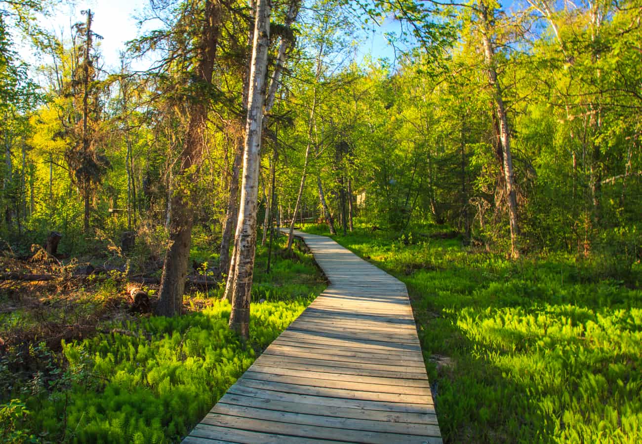 Wooden boardwalk leading to the natural mineral pools of Liard River Hot Springs