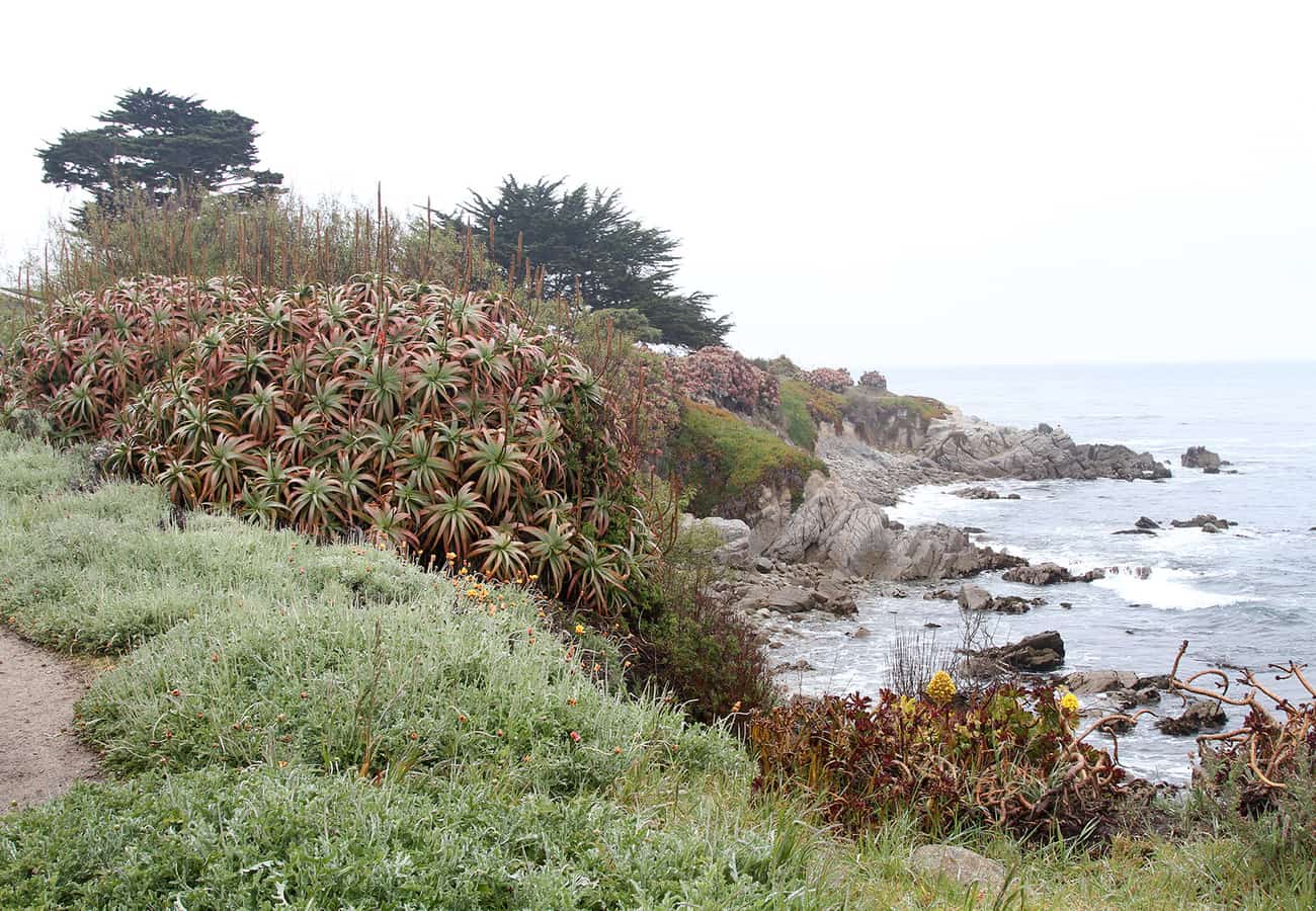 Scenic rocky coastline and cypress trees along Monterey Bay