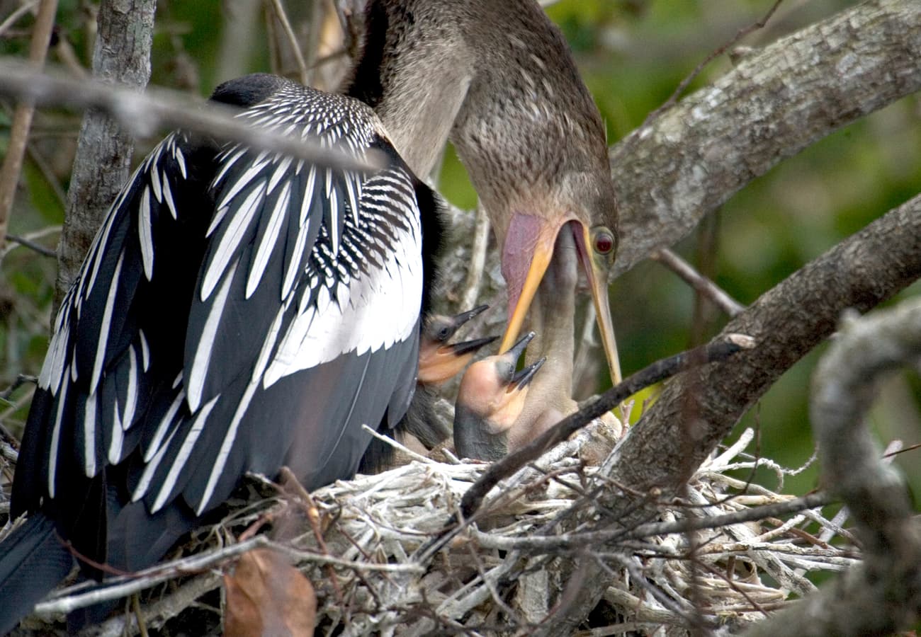 Anhinga bird in the sawgrass wetlands of Everglades National Park