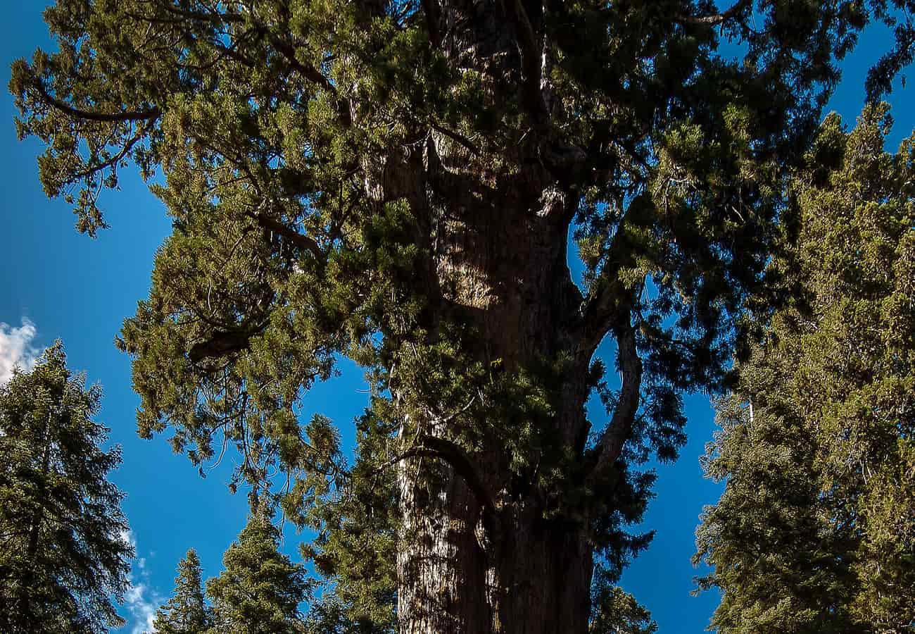 Massive trunk and canopy of the General Sherman Tree in Sequoia National Park