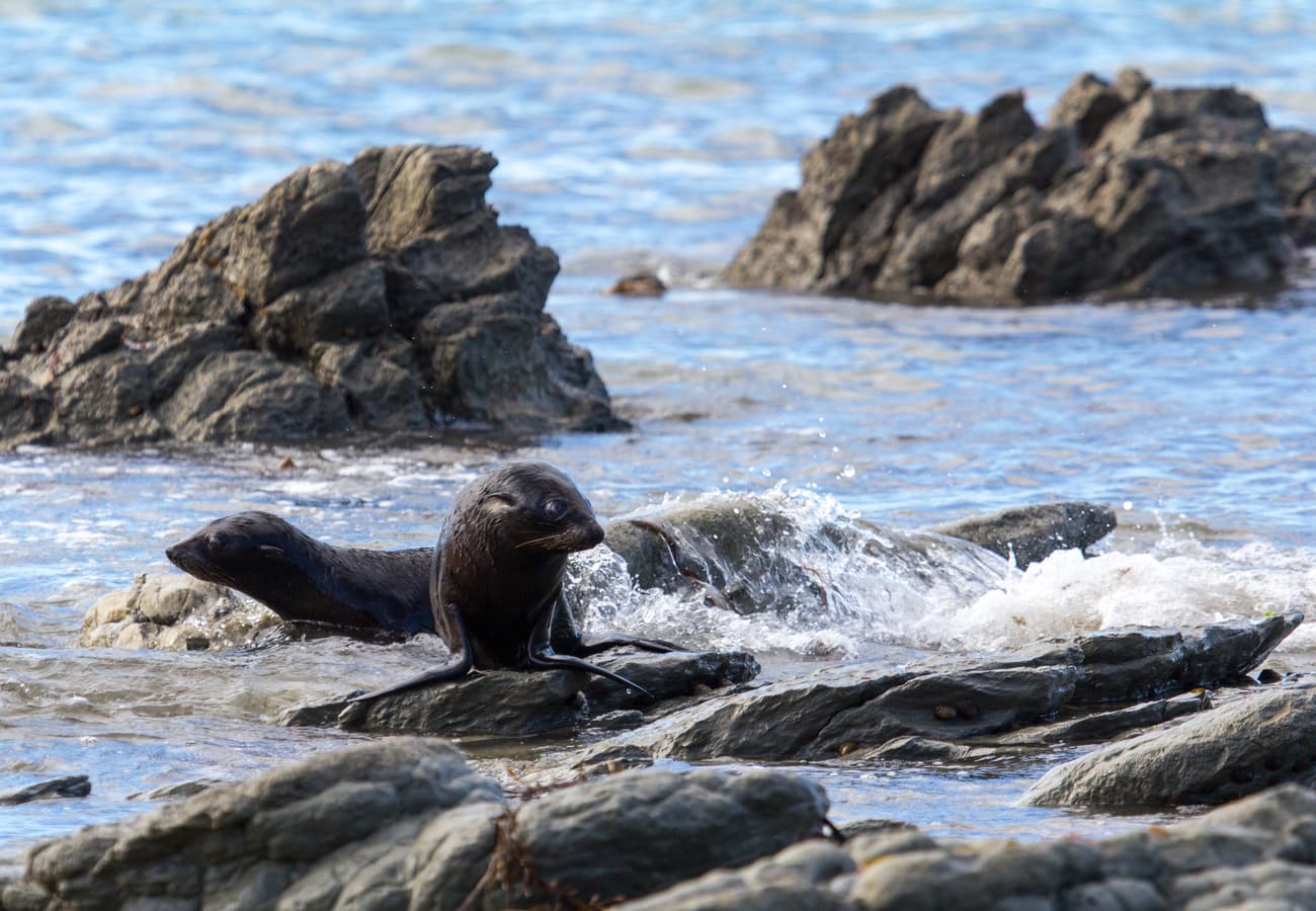 New Zealand fur seal basking on coastal rocks along the Kaikoura Highway