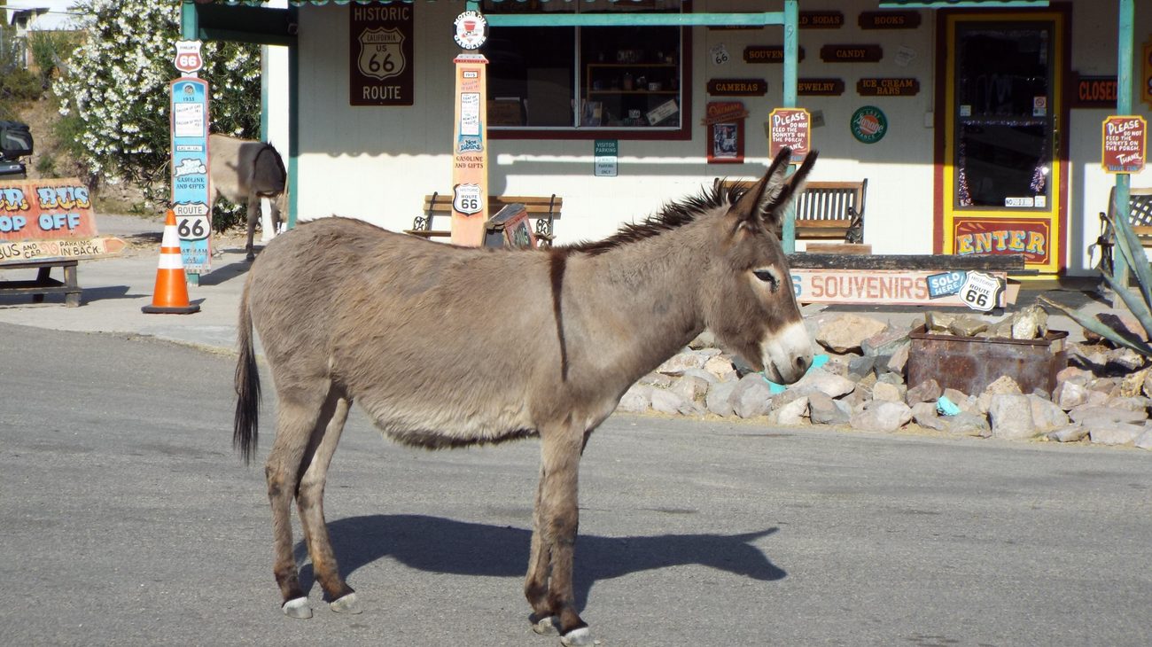 Wild burro greeting travelers on the wooden sidewalks of Oatman along Route 66 Arizona