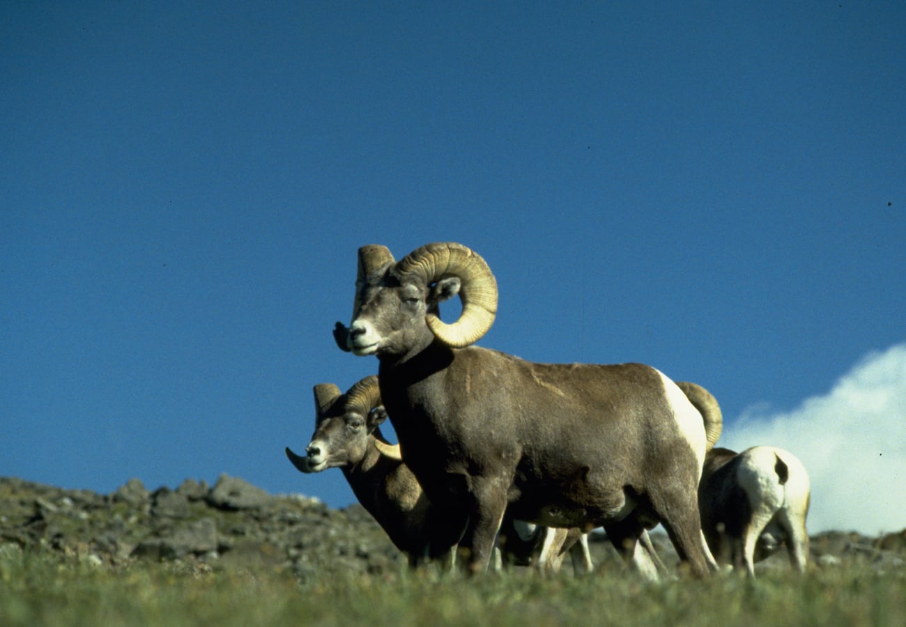 Bighorn sheep foraging along the high alpine tundra of Trail Ridge Road