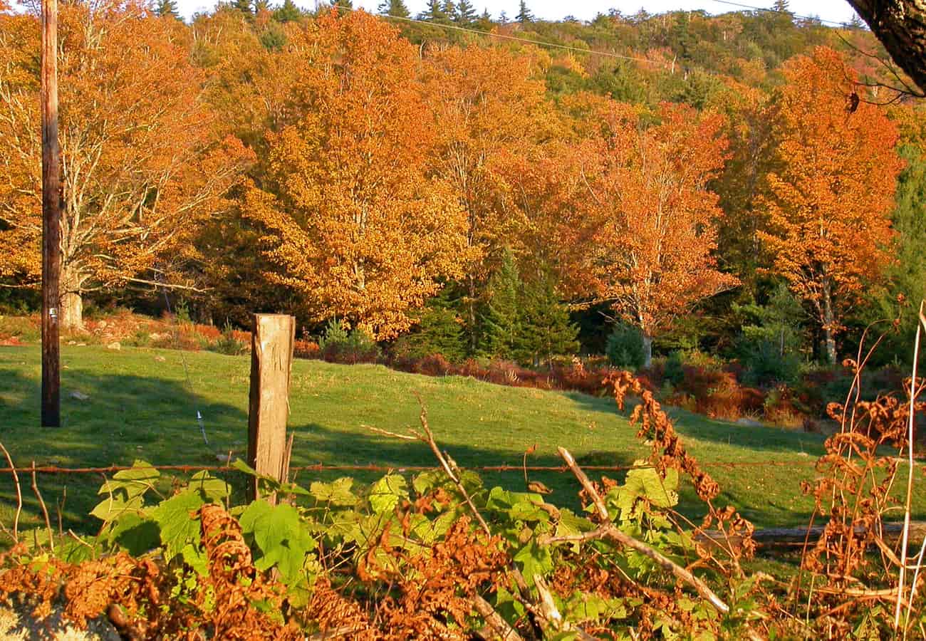 Vibrant red and gold autumn trees along the Kancamagus Highway in New Hampshire