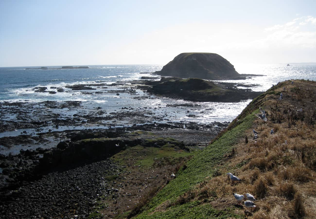Rugged basalt bluffs and ocean walkways at The Nobbies on Phillip Island