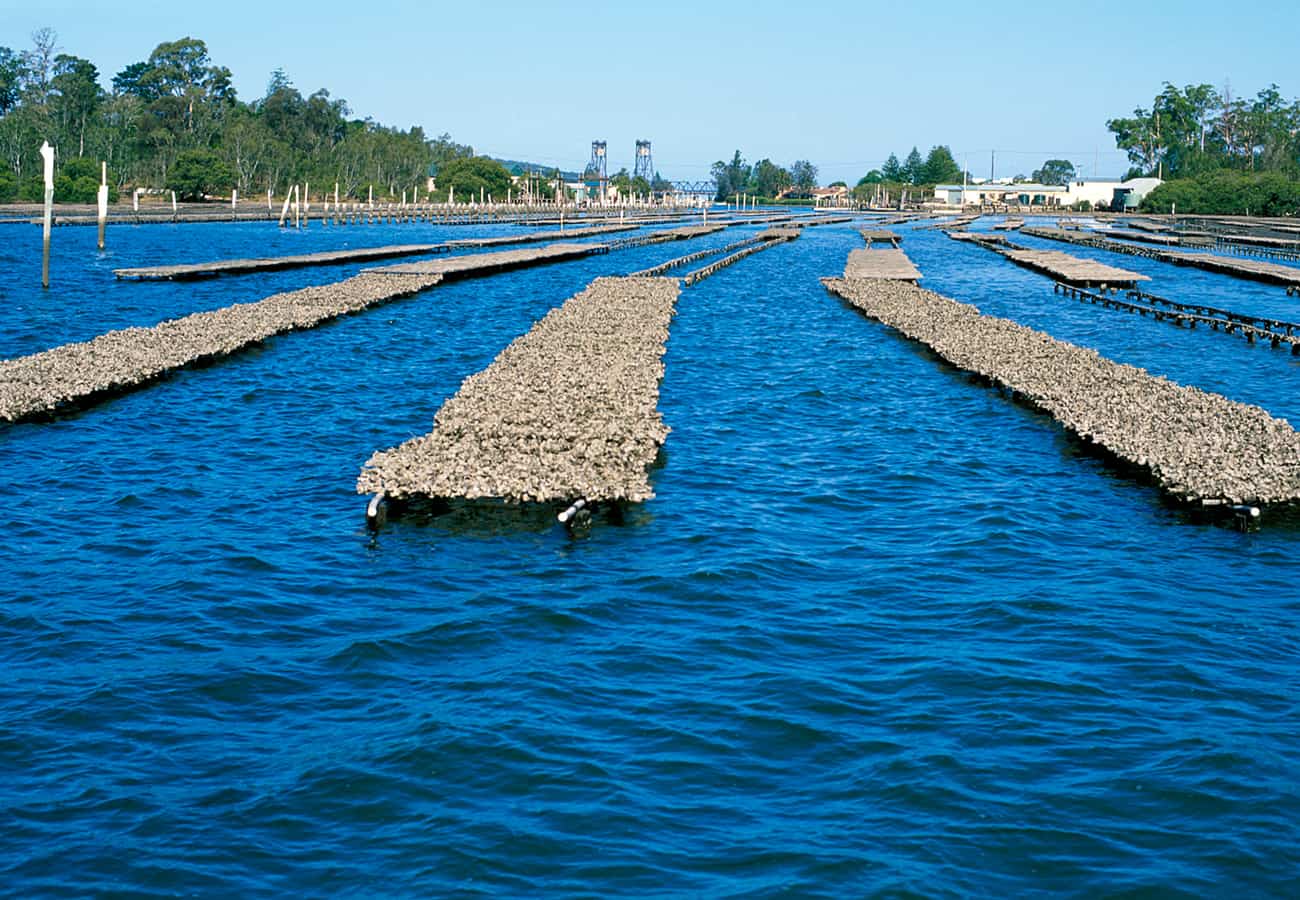 Wooden oyster leases and oyster punts on the tranquil Clyde River