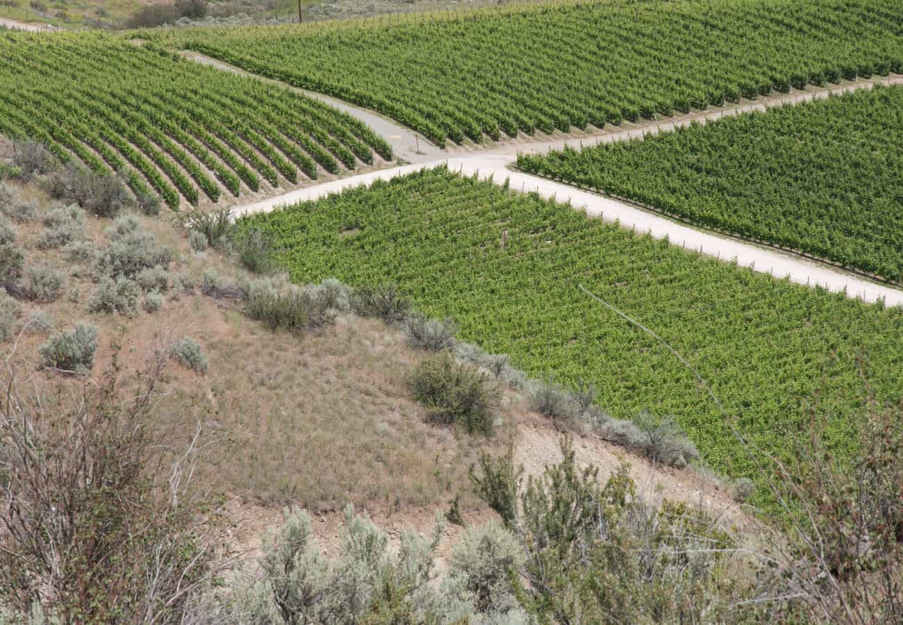 Sun-drenched desert hillside vineyards overlooking Lake Osoyoos in the Okanagan Valley