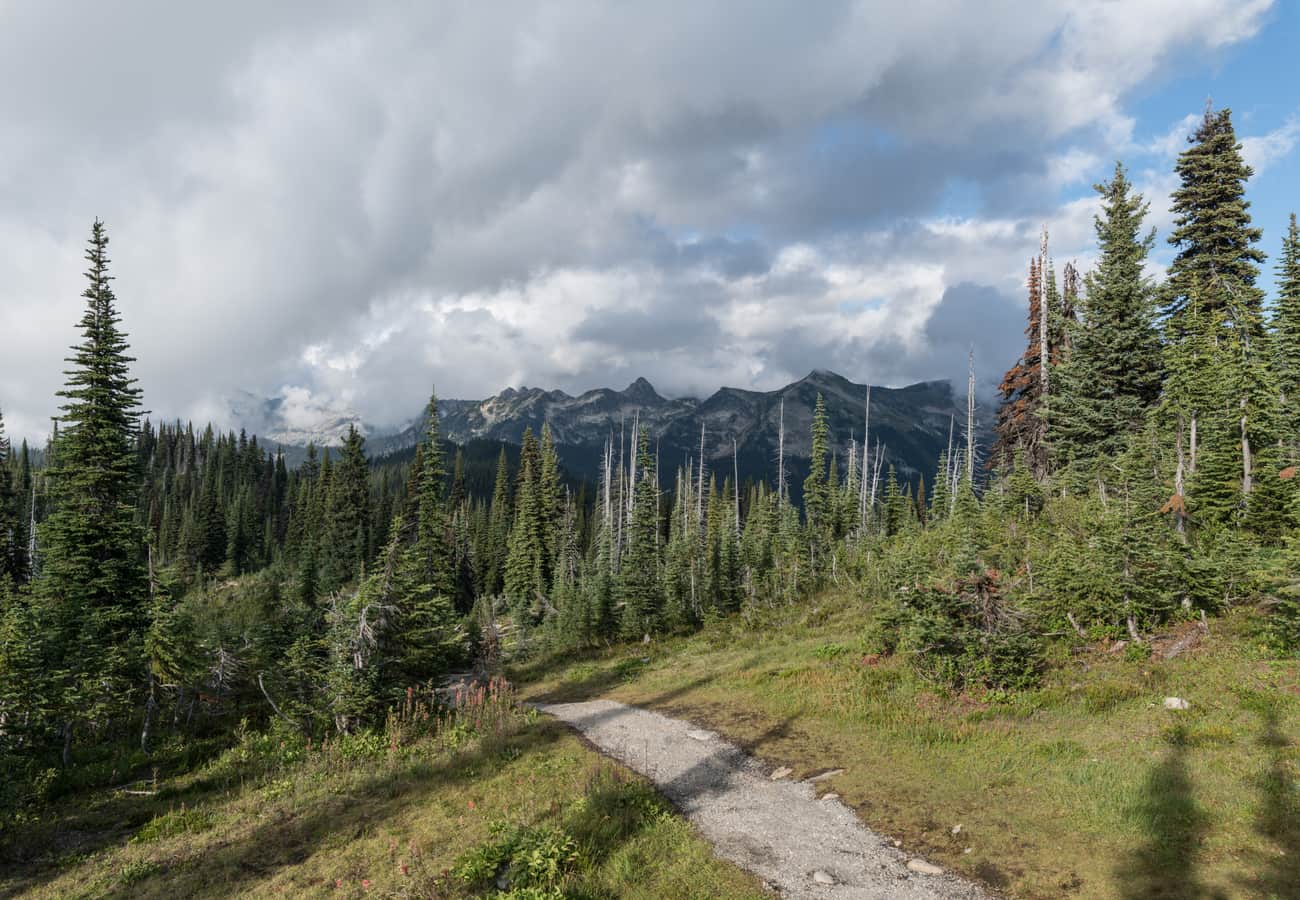 A scenic hiking path winding through vibrant subalpine wildflower meadows atop Mount Revelstoke