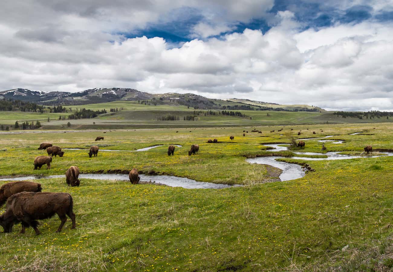 Bison herd grazing along Rose Creek in Lamar Valley, Yellowstone National Park