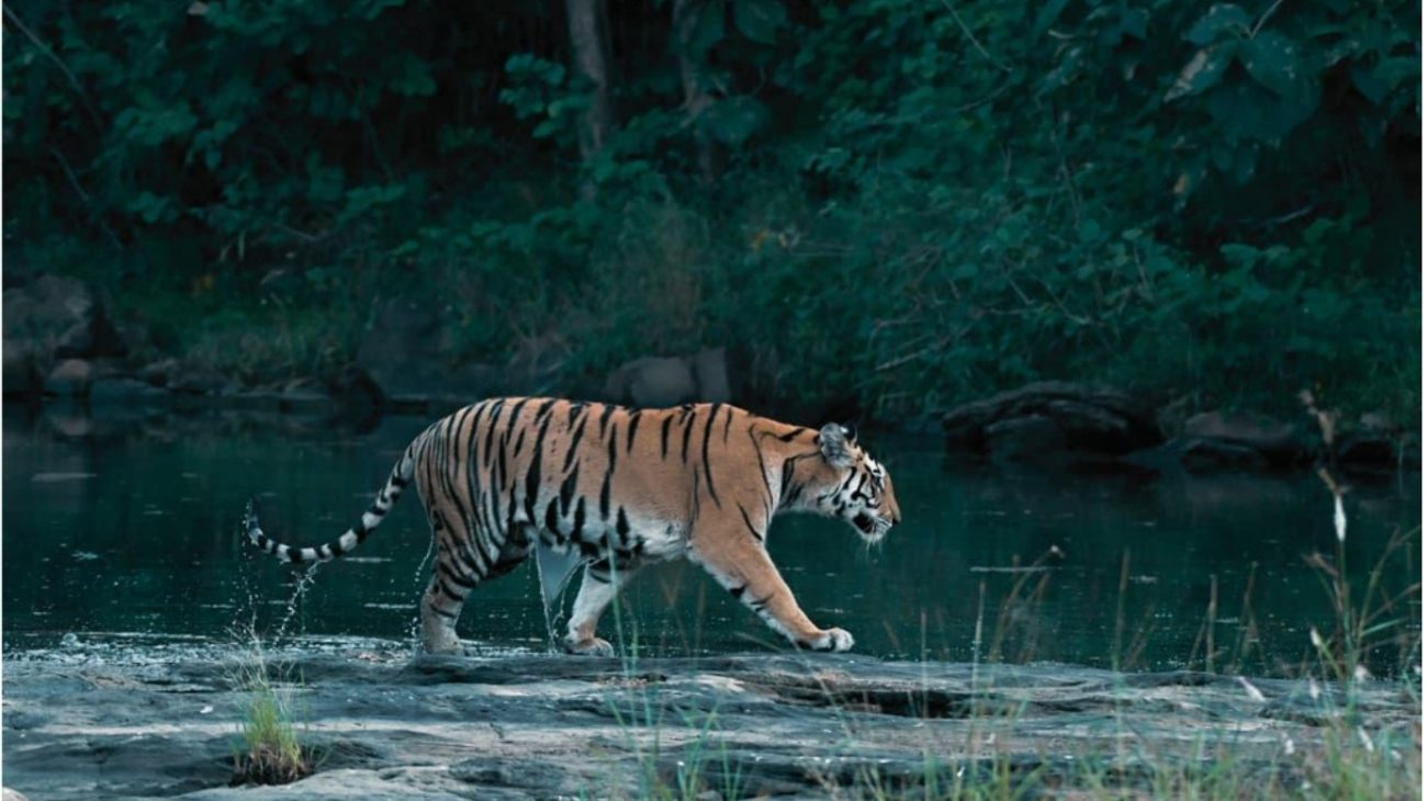 Royal Bengal tiger walking along the rocks and riverbank in Kaziranga National Park