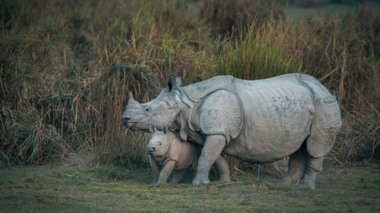 Kaziranga Safari Zones and the Jeep vs Elephant Question: How to Choose Before You Book